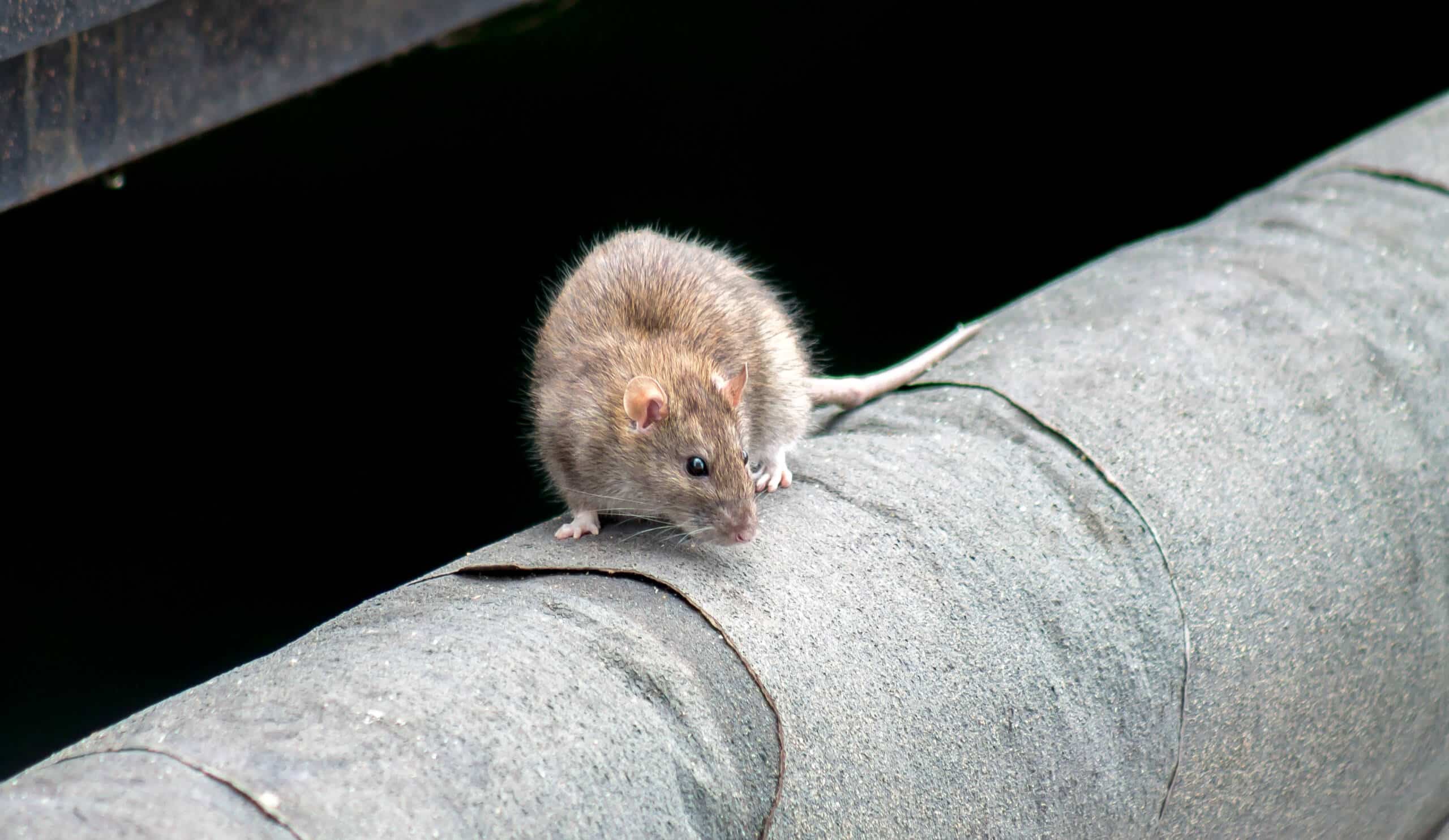 Stadt Homburg geht gezielt gegen Ratten vor